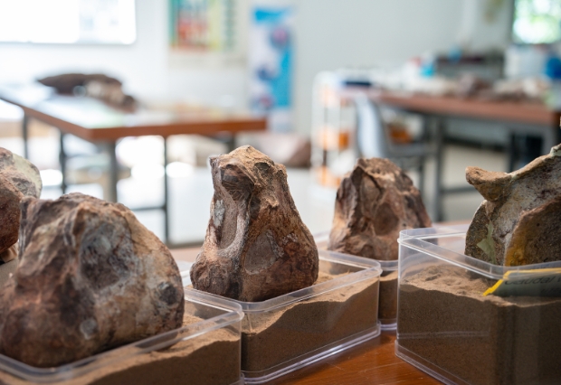 福井で化石発掘体験するならかつやまと恐竜博物館どっちがいい？